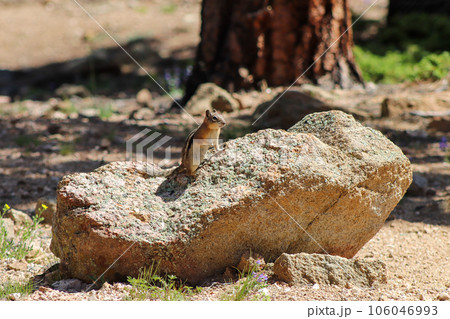 Chipmunk in the wild mountains Estes Park Colorado 106046993