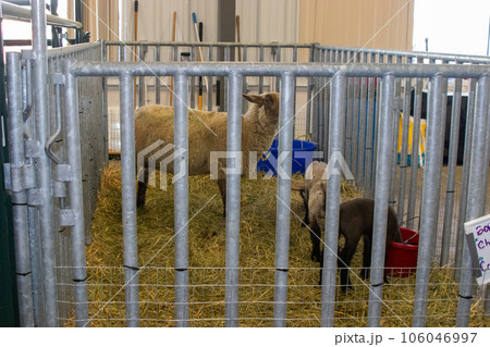 Nebraska State Fair in Grand Island Sheep in pens 2022 Nebraska State Fair in Grand Island Sheep in pens 2022 106046997