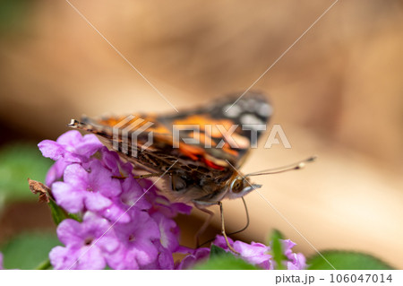 Close up Butterfly background interacting with a flower Close up Butterfly background interacting with a flower 106047014