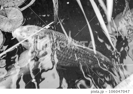 Black and White photo Koi fish in the pond at Botanical Garden Wichita Kansas 106047047