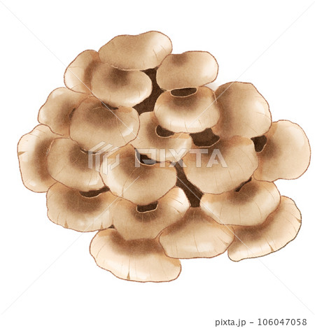Maitake mushroom Maitake mushroom 106047058