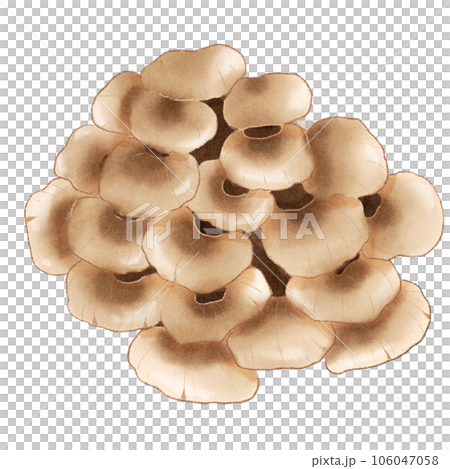 Maitake mushroom Maitake mushroom 106047058
