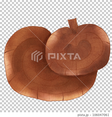 Ling  zhi mushrooms reishi mushrooms  106047061