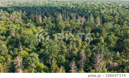 Polish part of Bialowieza Forest to east from Hajnowka aerial view 106047374