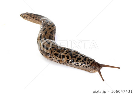 Limax maximus in studio Limax maximus in studio 106047431