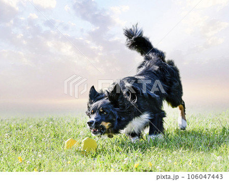 obedience training for border collie obedience training for border collie 106047443