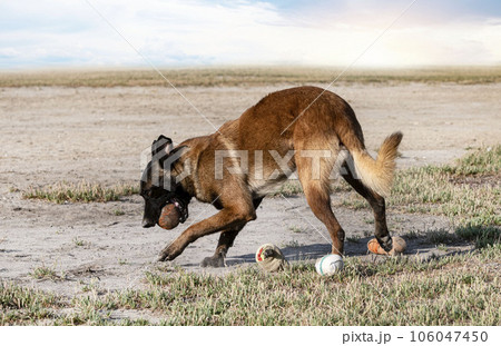 training of belgian shepherd training of belgian shepherd 106047450