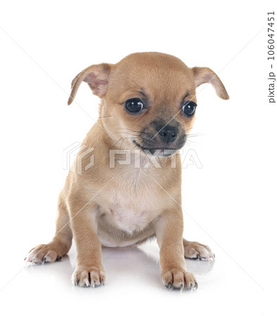 chihuahua in studio chihuahua in studio 106047451