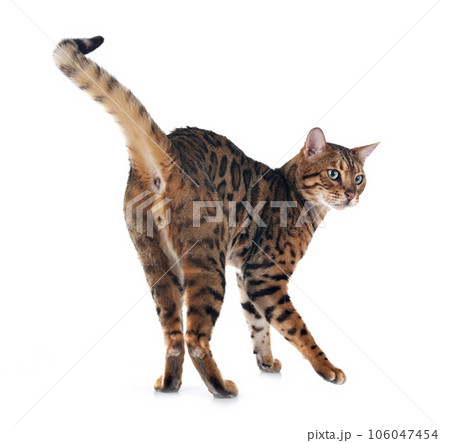 bengal cat in studio bengal cat in studio 106047454