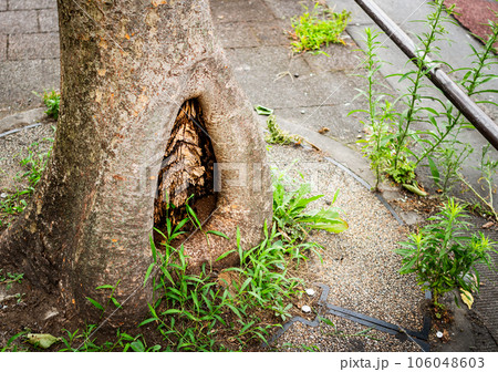 歩道に大きな樹洞が出来た木と雑草が生えている風景 106048603