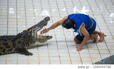 Thai huntsman man feed his hand into big crocodile's mouth at zoo Thai huntsman man feed his hand into big crocodile's mouth at zoo 106048786