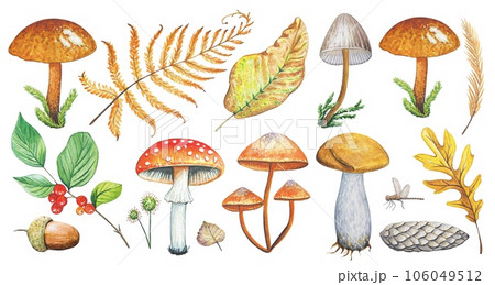 Forest set with watercolor mushrooms, leaves 106049512