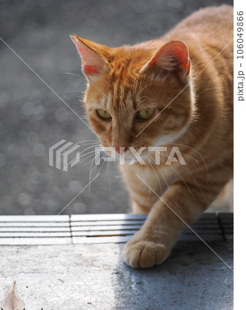 こちらを見つめる猫 こちらを見つめる猫 106049866