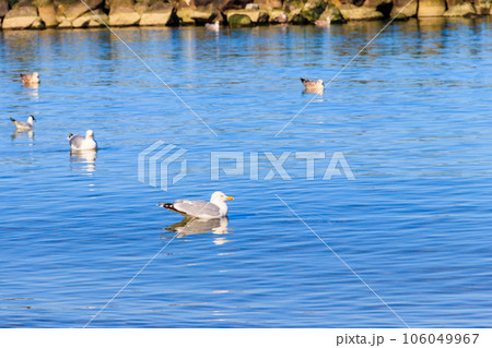 Flock of seagulls swimming in the Baltic sea 106049967