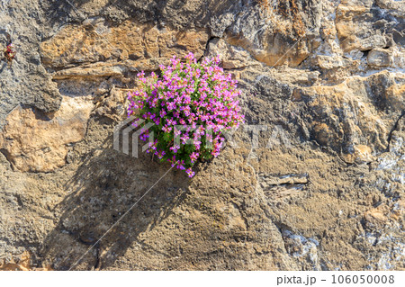 Blooming purple aubrieta flowers growing on a stone wall 106050008