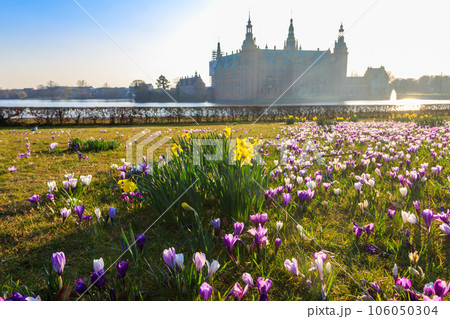View of Frederiksborg castle in Hillerod, Denmark. Beautiful lake and garden with crocuses and daffodils on a foreground 106050304