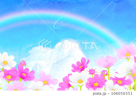 コスモス畑にかかる虹 106050351