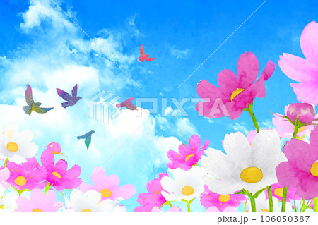 青空と白い雲とコスモス 106050387