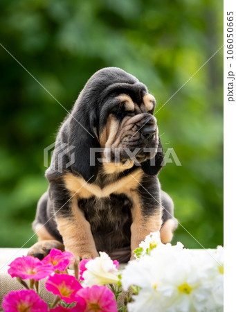 Black bloodhound puppy sits on a table against the background of green bushes. 106050665