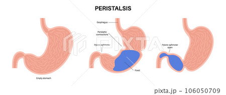 Peristalsis movement poster 106050709