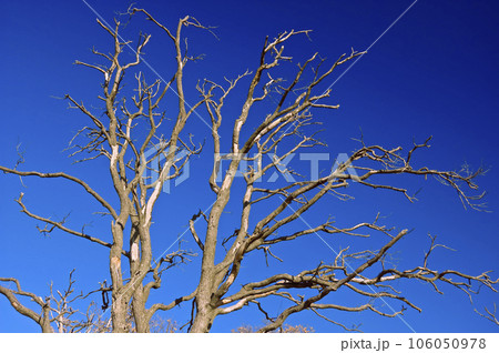 Naked tree 106050978