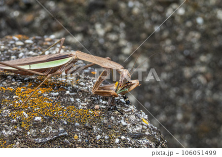 昆虫を捕食するオオカマキリ 昆虫を捕食するオオカマキリ 106051499