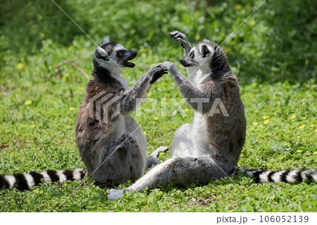 仲良く遊ぶワオキツネザルたち 106052139