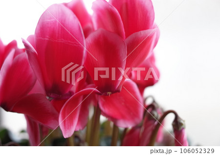 可愛いシクラメンの花 可愛いシクラメンの花 106052329