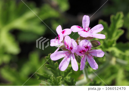 ローズゼラニュームの花 106052470