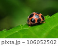 トホシテントウ 106052502