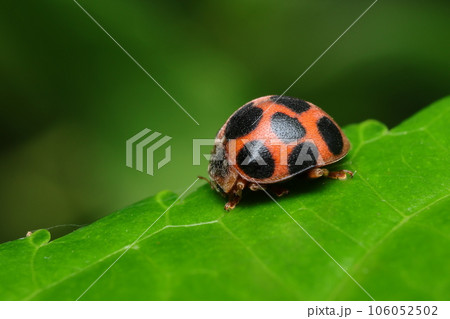 トホシテントウ 106052502