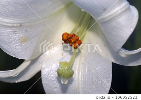 タカサゴユリ 106052523