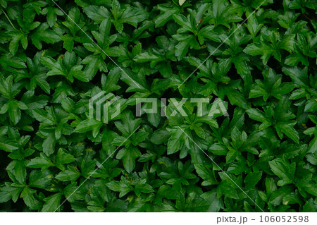 Green leaf of Climbing Wedelia Green leaf of Climbing Wedelia 106052598