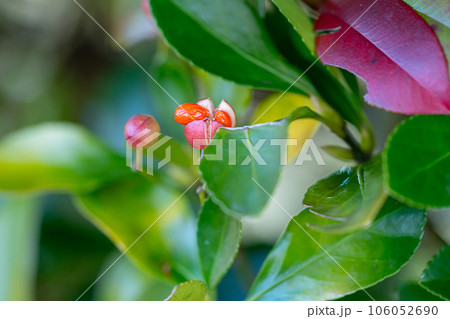 マサキの実 106052690