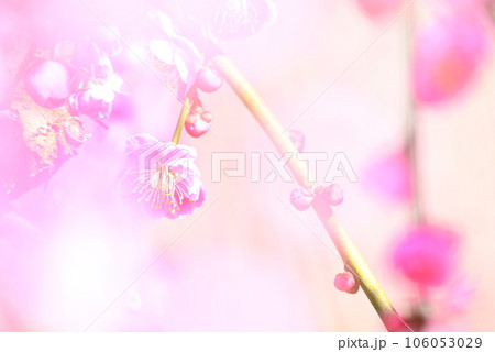 美しいピンクの梅の花 106053029