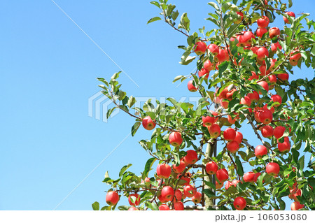 真っ赤に色づいたリンゴ 106053080