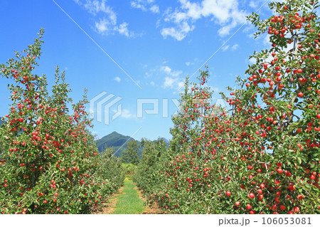 北アルプス山麓のリンゴ畑 106053081