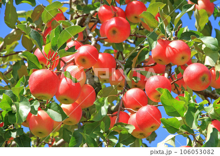 真っ赤に色づいたリンゴ 真っ赤に色づいたリンゴ 106053082