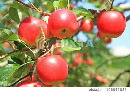 真っ赤に色づいたリンゴ 106053083