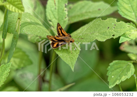 葉に止まるキマダラセセリ 葉に止まるキマダラセセリ 106053232
