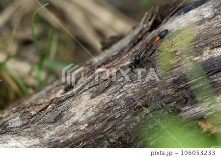 狩り蜂 サトジガバチ♀  狩り蜂 サトジガバチ♀  106053233