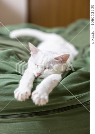 両手を伸ばして眠る白猫 両手を伸ばして眠る白猫 106053339