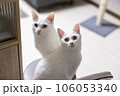 一つの椅子の上でこちらを見つめる2匹の白猫 106053340
