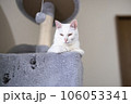 穴が空いたキャットタワーでウトウトする白猫 106053341
