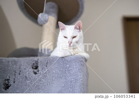 穴が空いたキャットタワーでウトウトする白猫 穴が空いたキャットタワーでウトウトする白猫 106053341