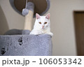 穴の空いたキャットタワーからこちらを見つめる白猫 106053342