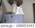 穴の空いたキャットタワーで寛ぐ白猫 106053343