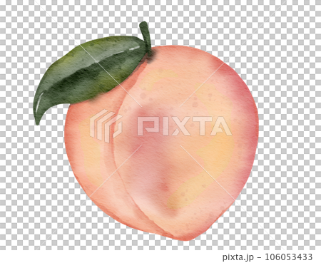 peach fruit watercolor illustration isolated element peach fruit watercolor illustration isolated element 106053433