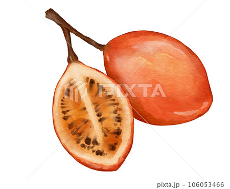 tamarillo fruit watercolor illustration isolated element tamarillo fruit watercolor illustration isolated element 106053466