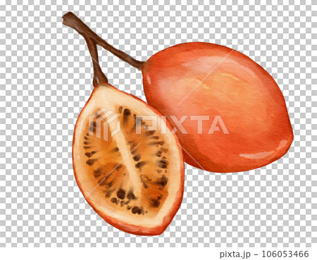 tamarillo fruit watercolor illustration isolated element tamarillo fruit watercolor illustration isolated element 106053466